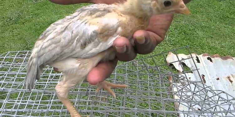 Quand arrêter de chauffer les poussins ?