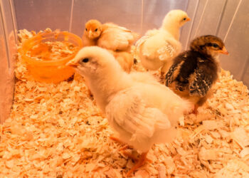 Quand arrêter de chauffer les poussins ?