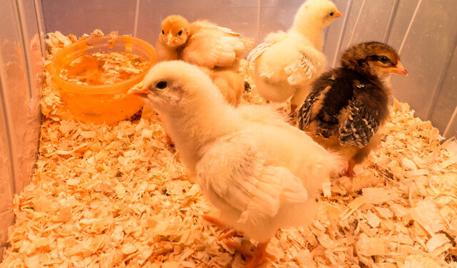 Quand arrêter de chauffer les poussins ?