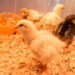 Quand arrêter de chauffer les poussins ?