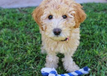 Quand arrêter le parc à chiot ?