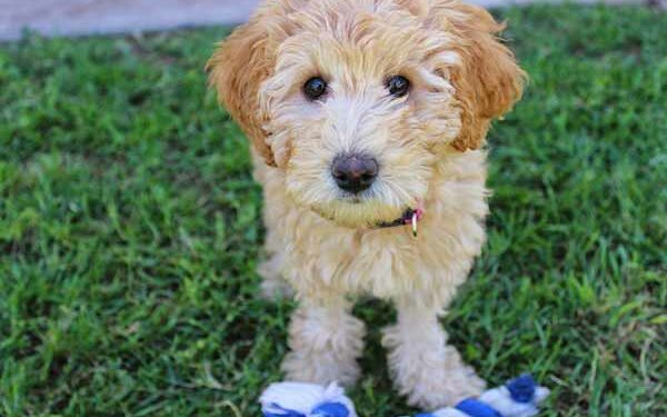 Quand arrêter le parc à chiot ?
