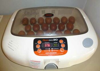 Quand arrêter le retournement des œufs de canard ?