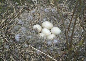 Quand arrêter le retournement des œufs d'oie ?