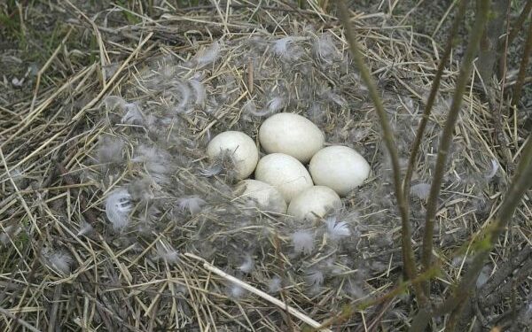 Quand arrêter le retournement des œufs d'oie ?