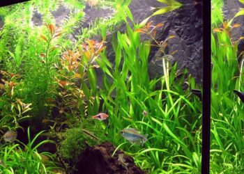 Quand arrive le Pic de nitrite ?