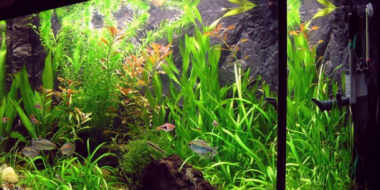 Quand arrive le Pic de nitrite ?