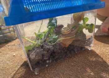 Quand arroser un terrarium ?