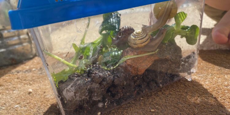 Quand arroser un terrarium ?