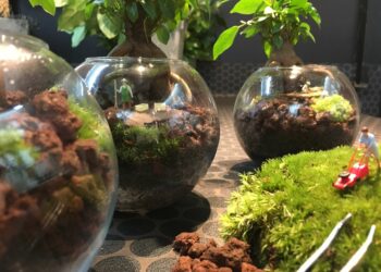 Quand arroser un terrarium ?