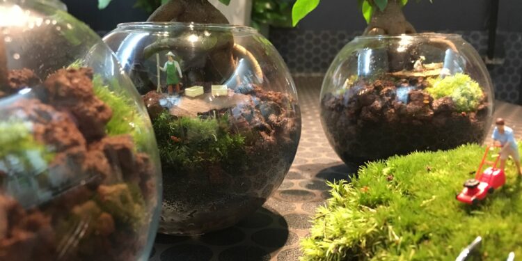 Quand arroser un terrarium ?