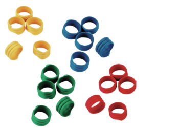 Quand baguer les poules ?