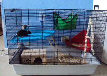 Quand changer cage rat ?