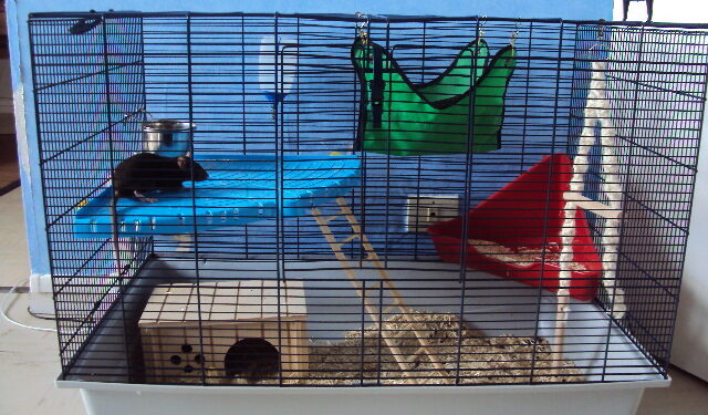 Quand changer cage rat ?