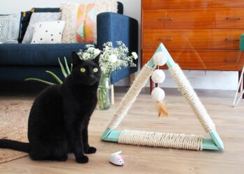 Quand changer grattoir chat ?