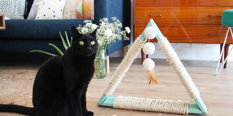 Quand changer grattoir chat ?