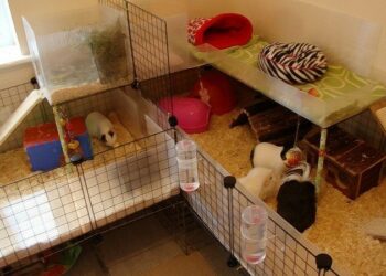 Quand changer la cage du cochon d'Inde ?