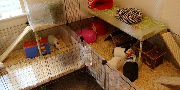 Quand changer la cage du cochon d'Inde ?