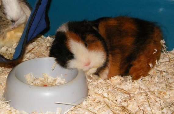 Quand changer la cage du cochon d'Inde ?