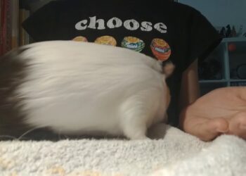 Quand changer la cage d'un cochon d'Inde ?