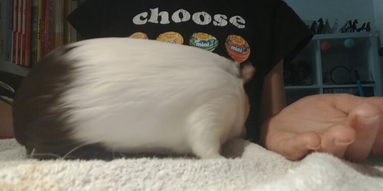 Quand changer la cage d'un cochon d'Inde ?