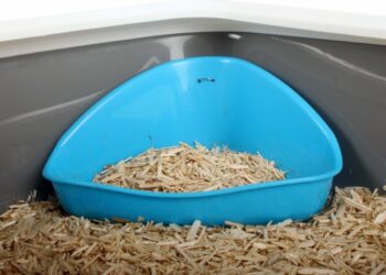 Quand changer la litière de mon lapin ?