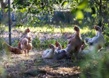 Quand changer la litière des poules ?