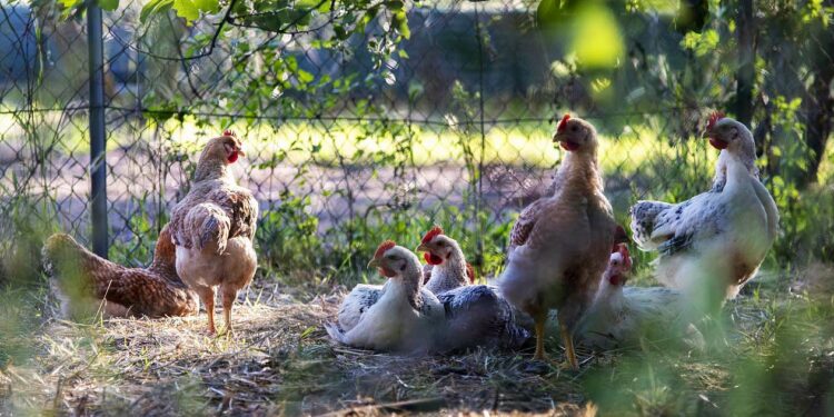 Quand changer la litière des poules ?