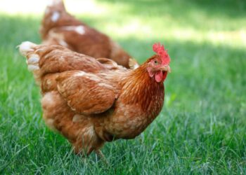 Quand changer la litière du poulailler ?