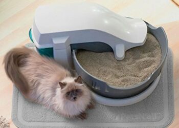 Quand changer la litière d'un chat ?