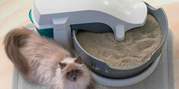 Quand changer la litière d'un chat ?