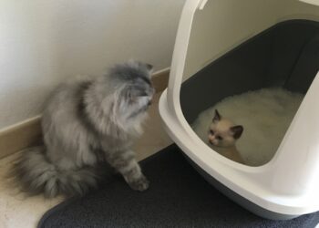 Quand changer la litière d'un chat ?