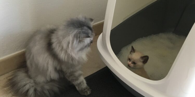 Quand changer la litière d'un chat ?