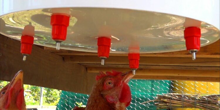 Quand changer la paille des poules ?