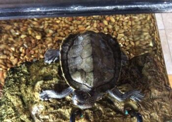 Quand changer lampe UV tortue ?