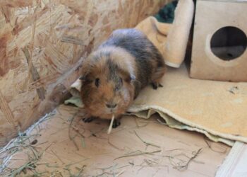 Quand changer le foin d'un lapin ?