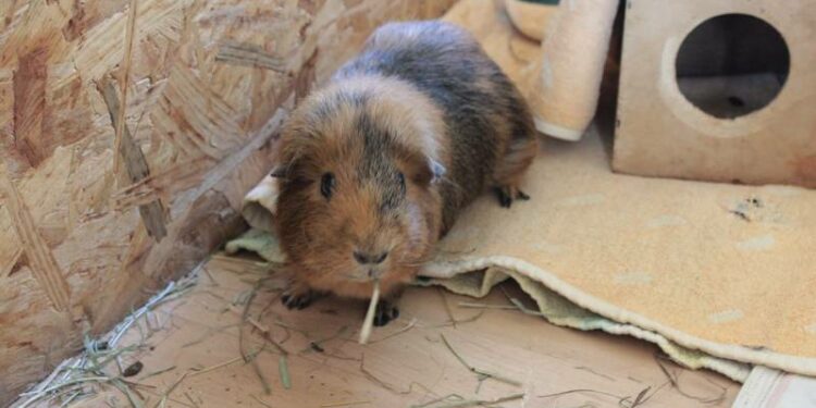 Quand changer le foin d'un lapin ?