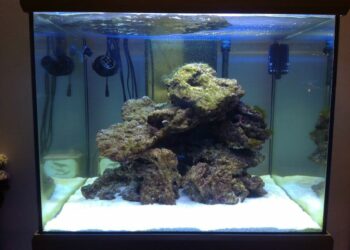 Quand changer le sable de l'aquarium ?