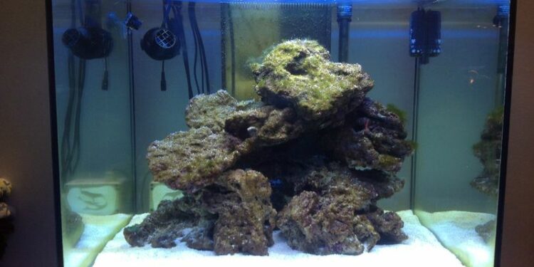 Quand changer le sable de l'aquarium ?