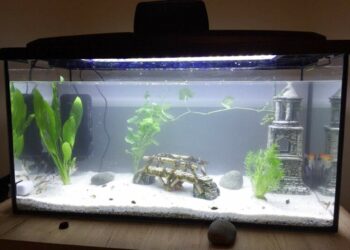 Quand changer le sol de son aquarium ?