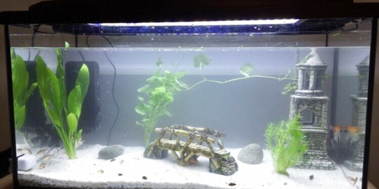 Quand changer le sol de son aquarium ?