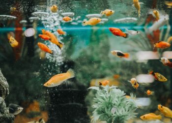 Quand changer le sol de son aquarium ?