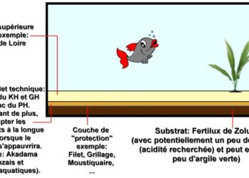 Quand changer le sol d'un aquarium ?