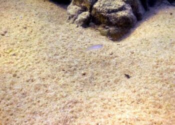 Quand changer le sol d'un aquarium ?