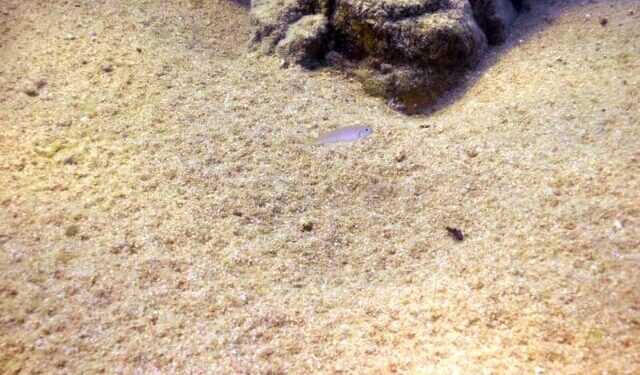 Quand changer le sol d'un aquarium ?