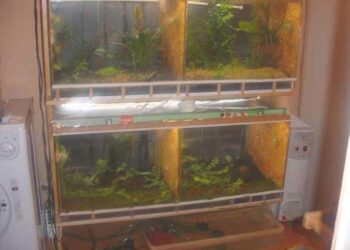 Quand changer l'eau de la tortue ?