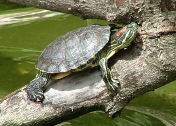 Quand changer l'eau de la tortue ?