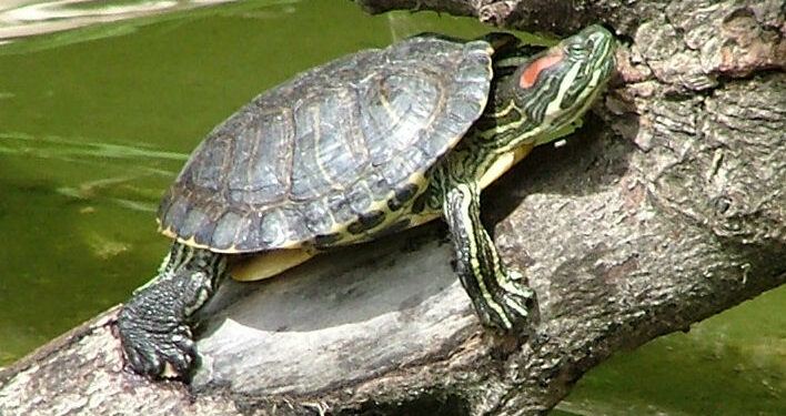 Quand changer l'eau de la tortue ?