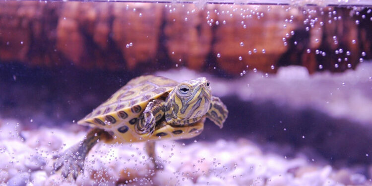 Quand changer l'eau de la tortue ?