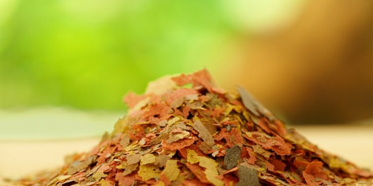 Quand changer l'eau de l'aquarium ?